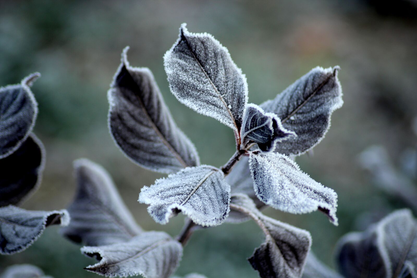 Canon EOS 1200D (EOS Rebel T5 / EOS Kiss X70 / EOS Hi) sample photo. Frost, ground frost, foliage photography