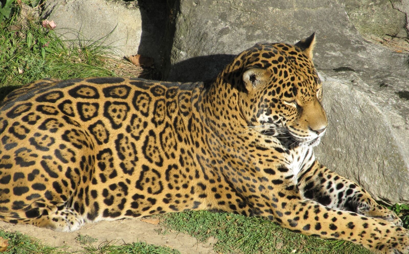 Canon PowerShot SX130 IS sample photo. Jaguar, big cat, feline photography