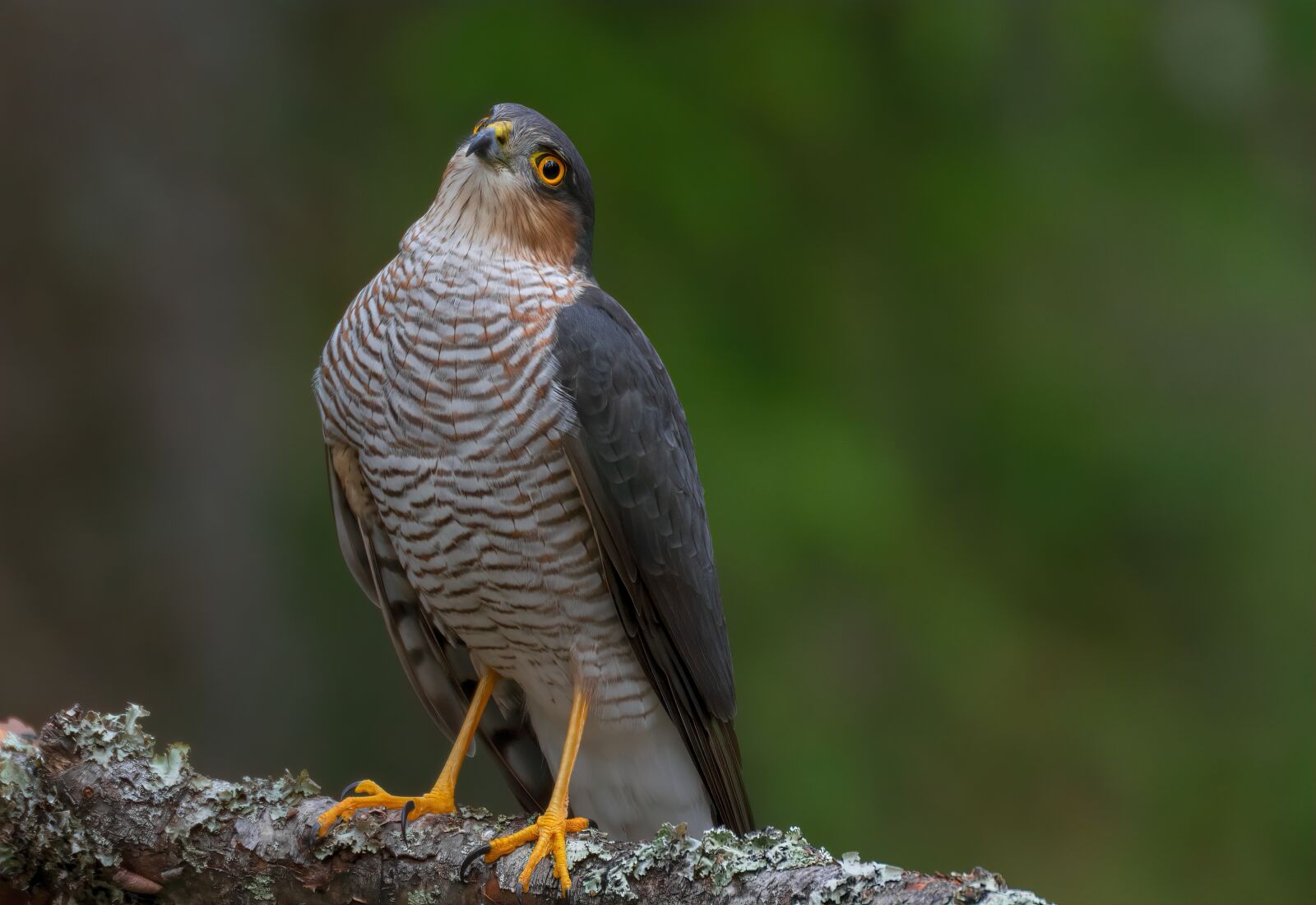 Nikon D7100 sample photo. Hawk, bird, raptor photography