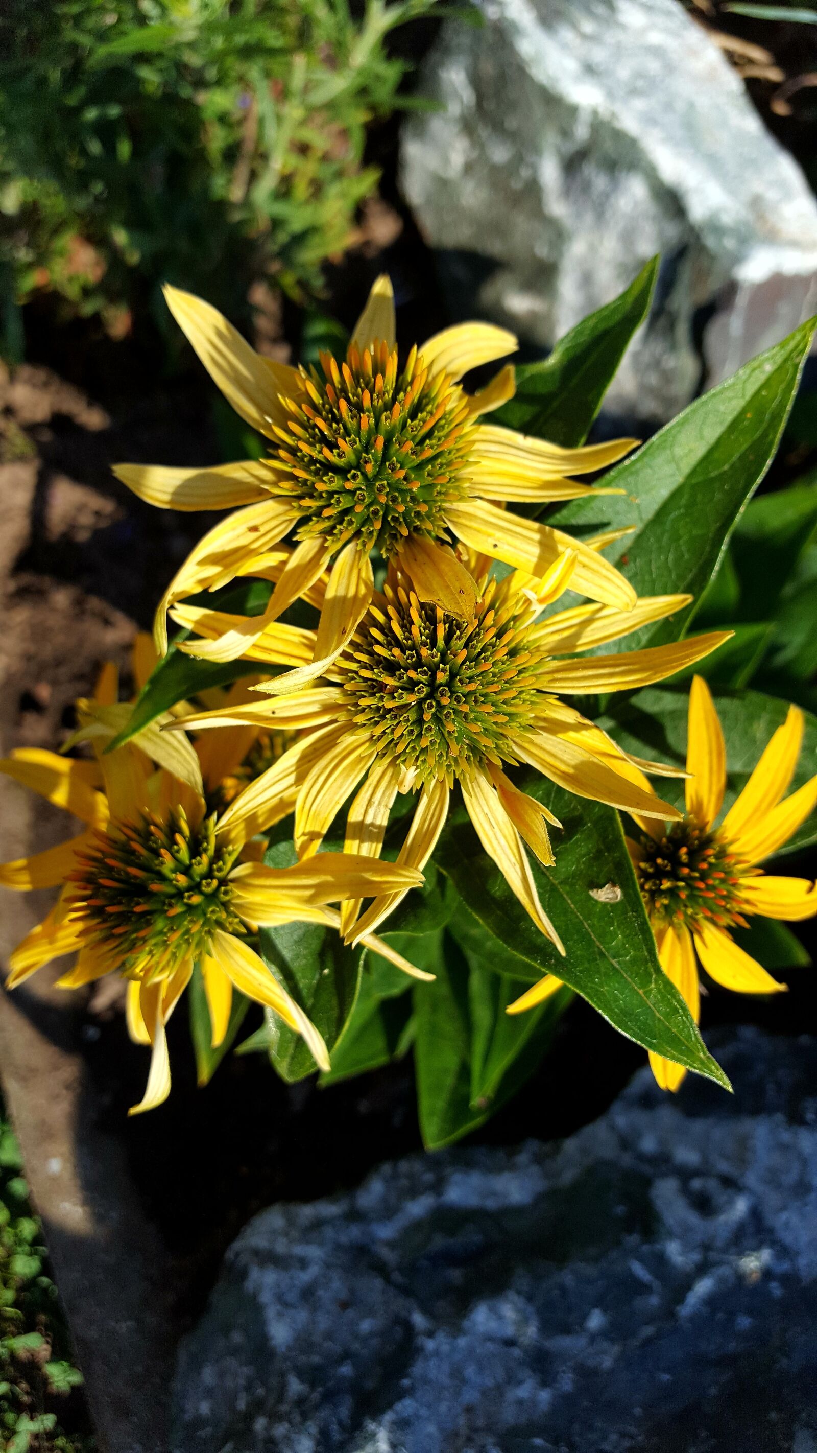 Samsung Galaxy S6 sample photo. Nature, flower, summer photography
