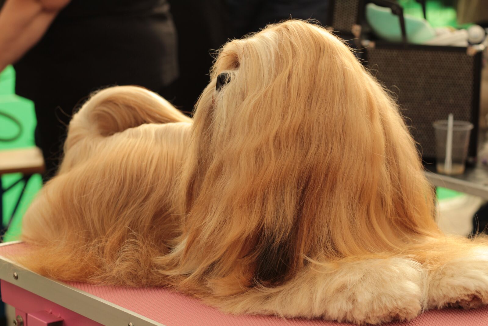 Canon EOS 600D (Rebel EOS T3i / EOS Kiss X5) + Canon EF 50mm F1.8 STM sample photo. Dogshow, dog, pet photography