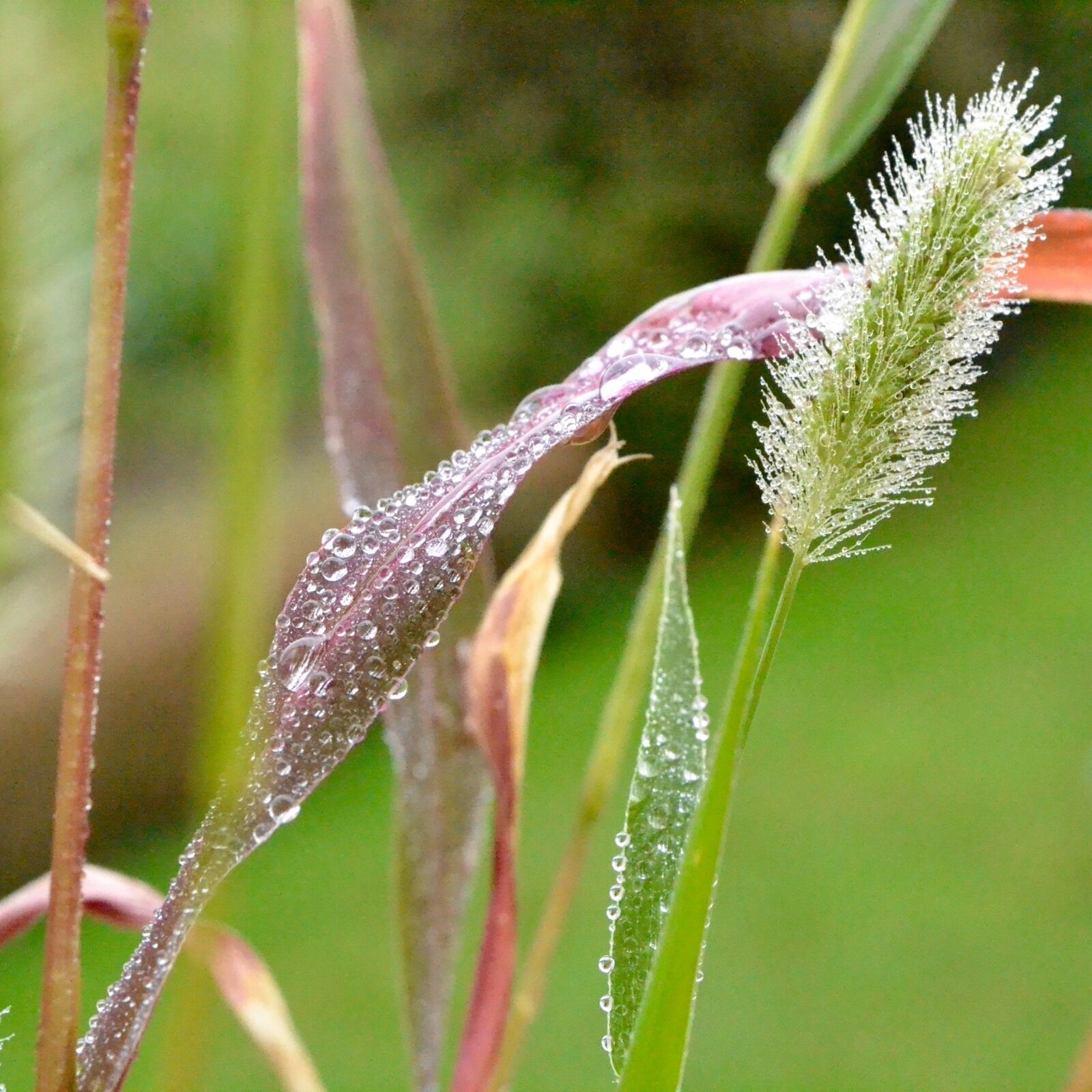Nikon D3100 sample photo. Drops, rain photography