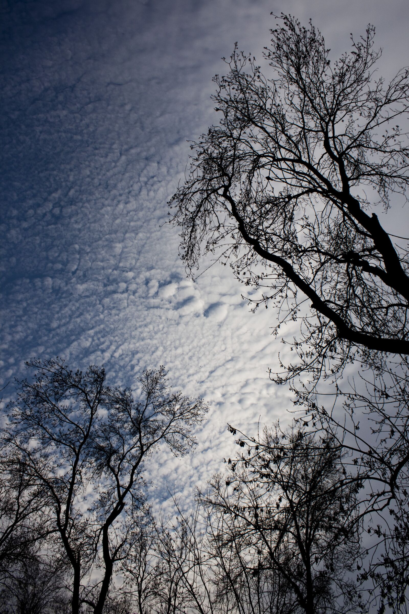 Canon EOS 500D (EOS Rebel T1i / EOS Kiss X3) sample photo. Tree, branch, ganesh photography