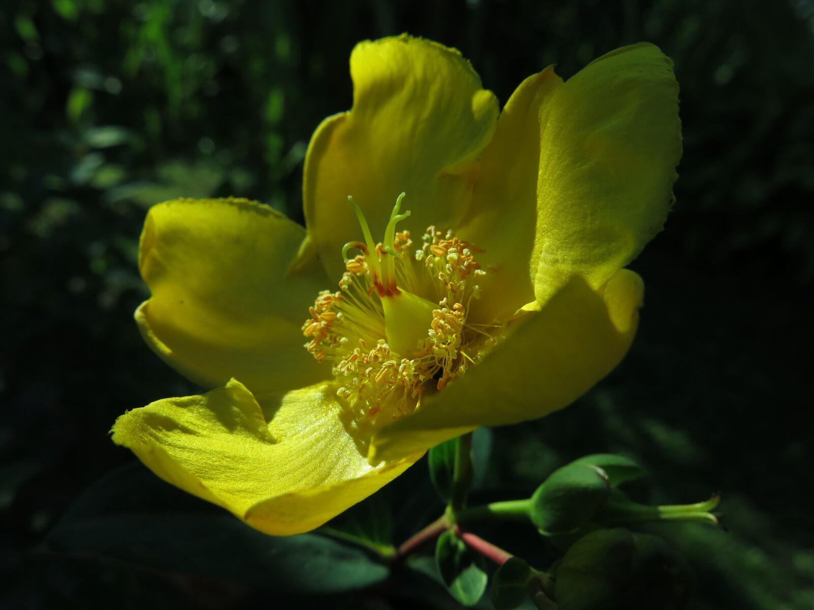 Canon PowerShot G15 sample photo. St john's wort, millepertuis photography