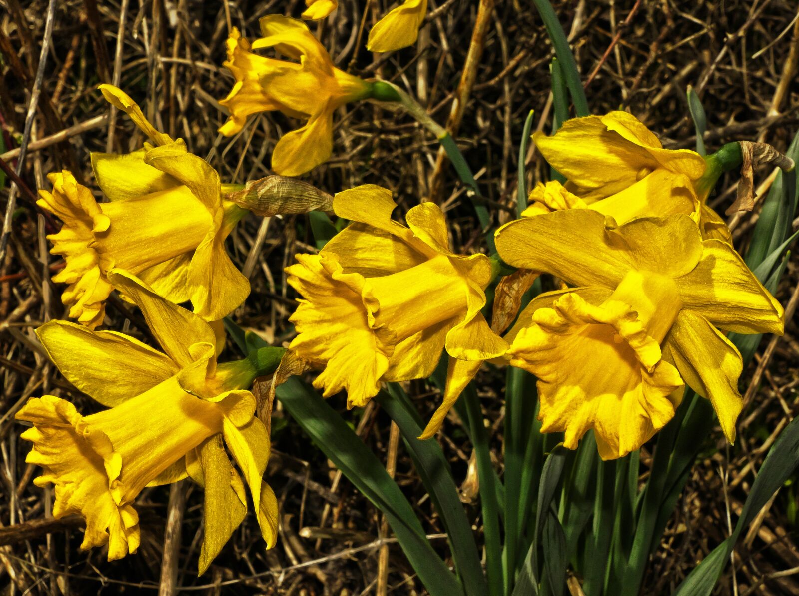 Panasonic Lumix DMC-FZ1000 sample photo. Osterglocken, yellow daffodils, blossom photography