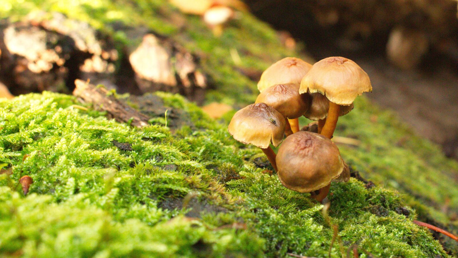 Canon EOS 700D (EOS Rebel T5i / EOS Kiss X7i) sample photo. Forest, mushroom, mushrooms photography
