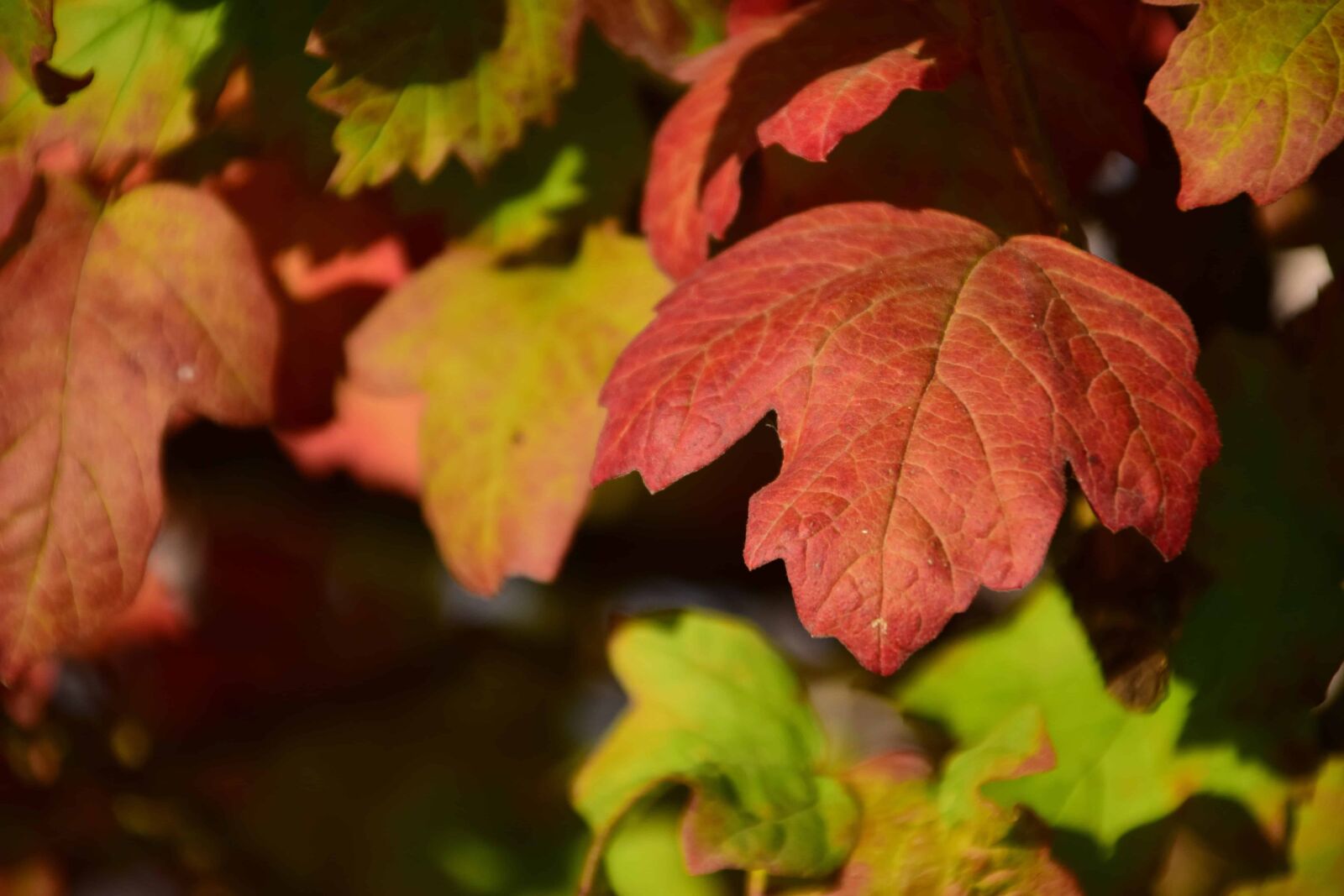 Nikon D3300 sample photo. Flora, leaf, nature, autumn photography