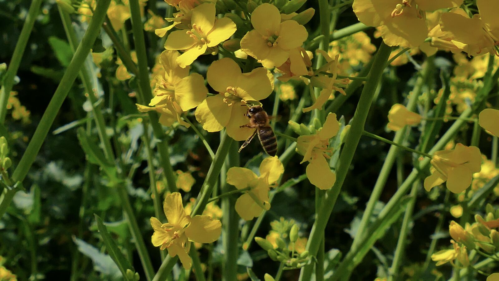 Panasonic Lumix DMC-FZ1000 sample photo. Rapeseed, oil, flowers photography