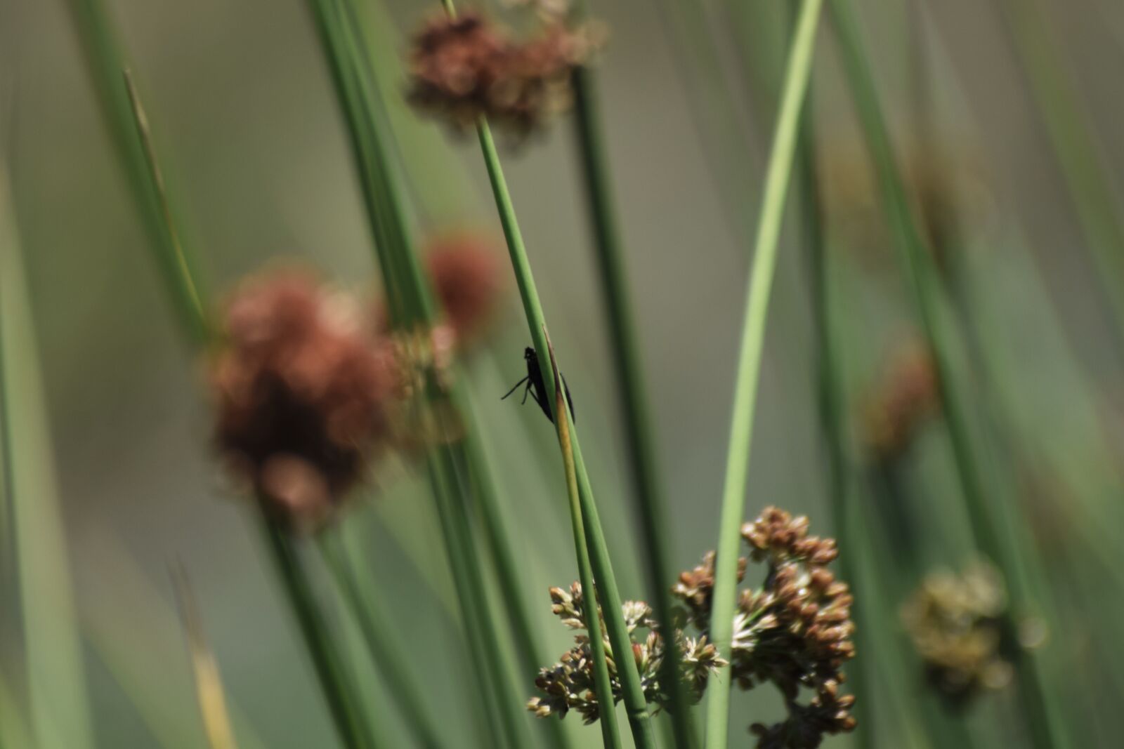 Nikon D3300 sample photo. Bug, flower, insect photography