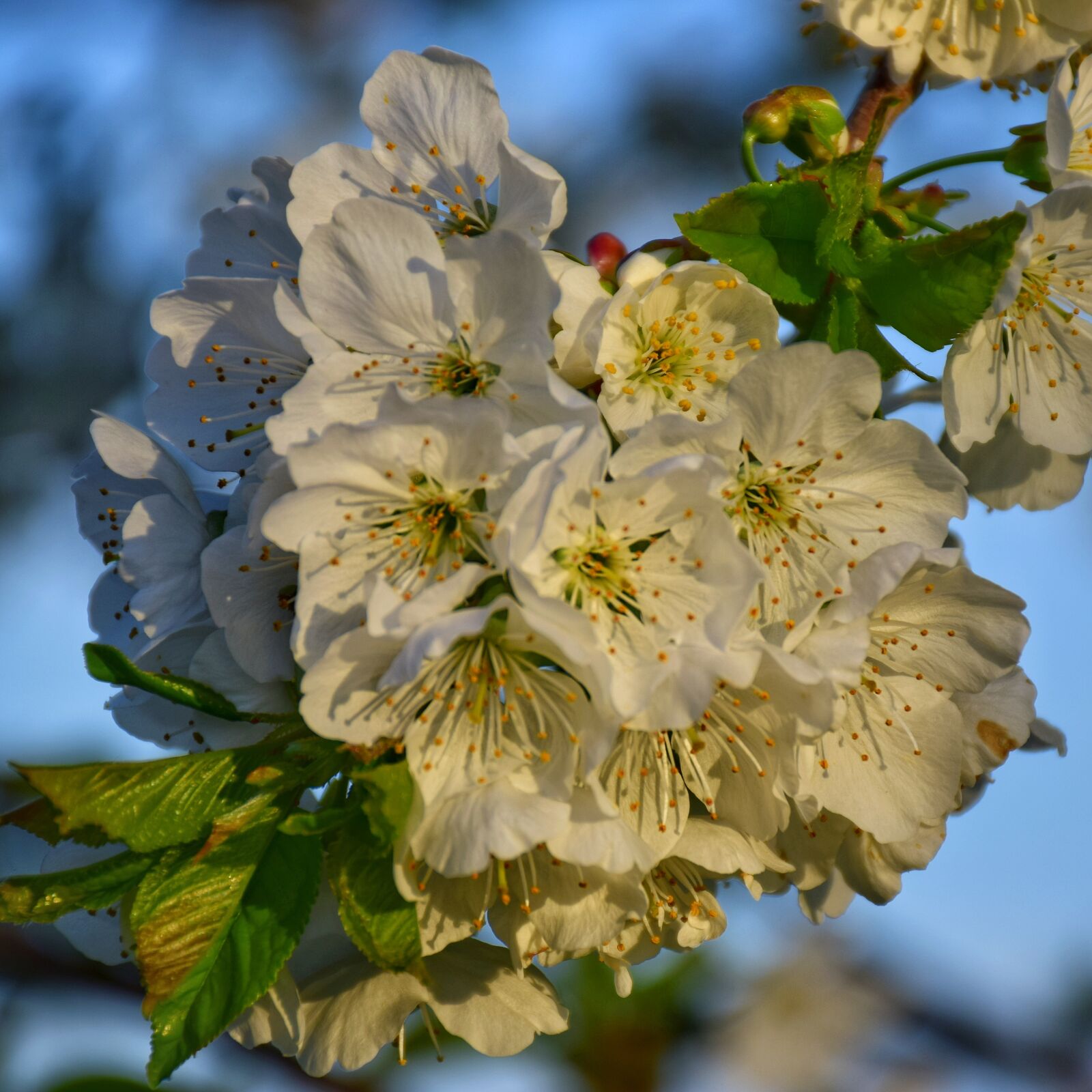 Nikon D5300 sample photo. Flower, plant, branch photography
