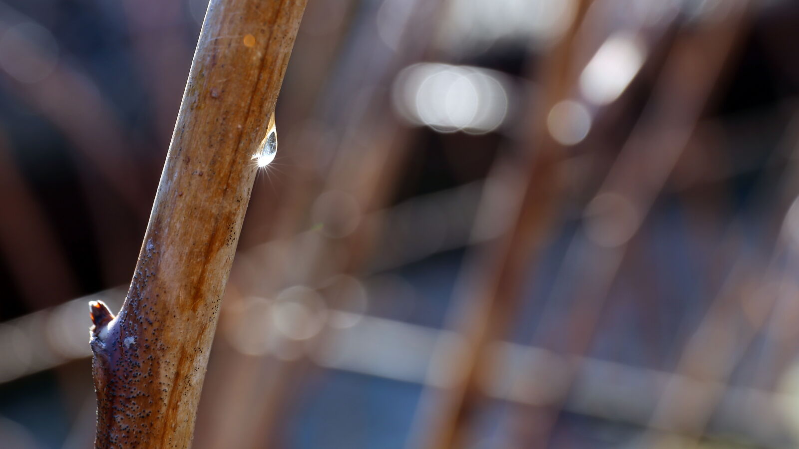 Canon EF 24-70mm F4L IS USM sample photo. Water, drop photography