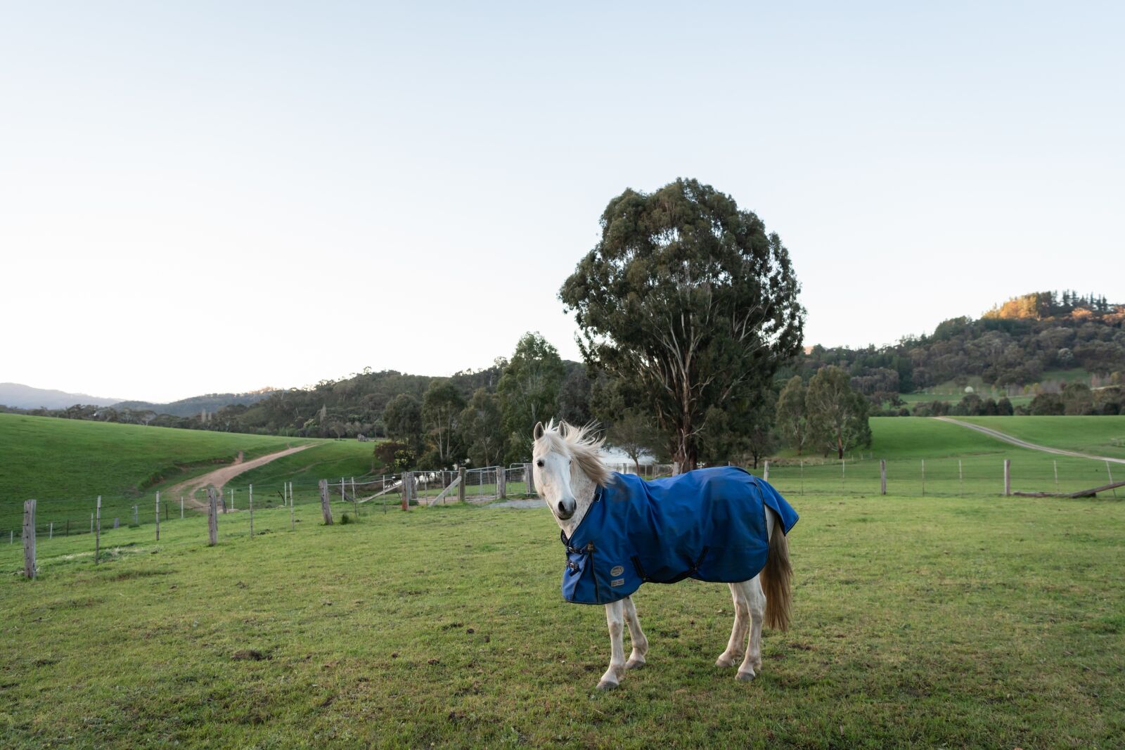 Nikon D750 sample photo. Horse, pony, australian pony photography