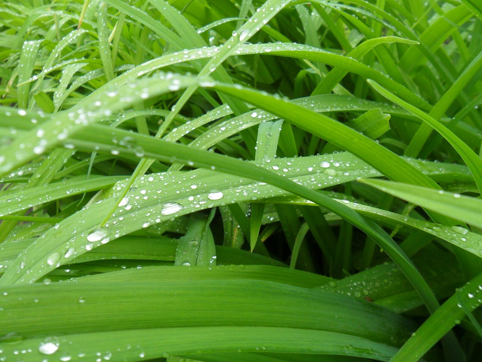 Samsung ES65, ES67 / VLUU ES65, ES67 /  SL50 sample photo. Petals, grass, living nature photography