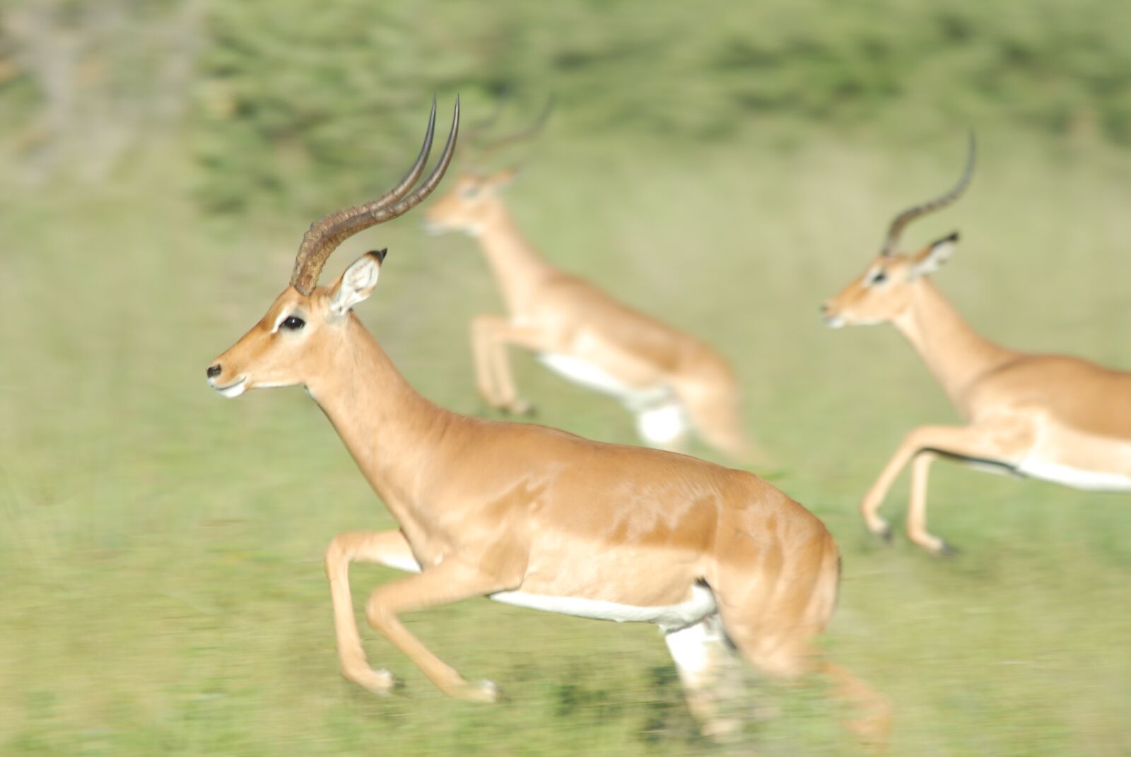 Nikon D200 sample photo. Gazelle, race, horn photography