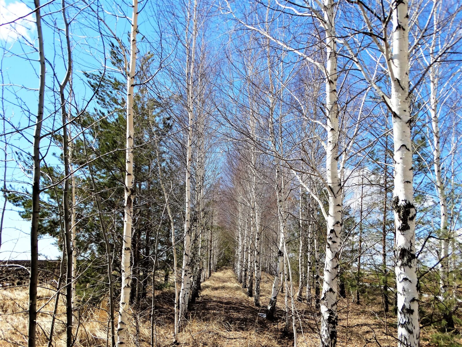Sony Cyber-shot DSC-HX300 sample photo. Spring, birch, russia photography