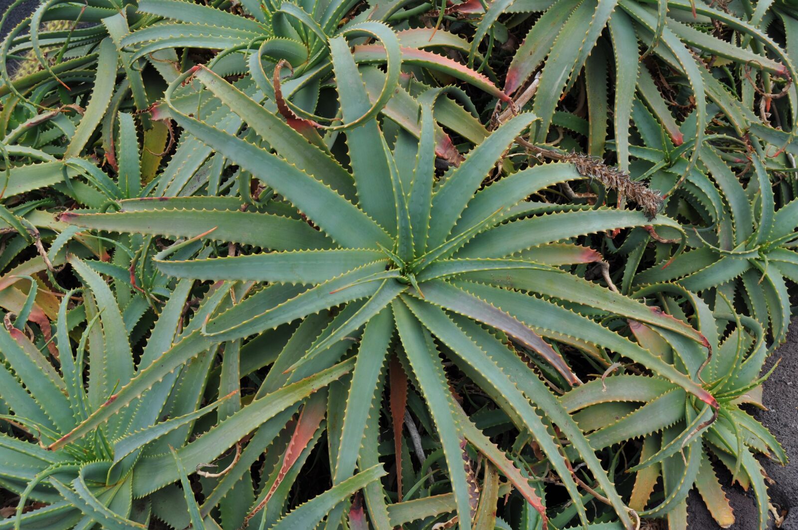 Nikon D5000 sample photo. Plant, cactus, green photography
