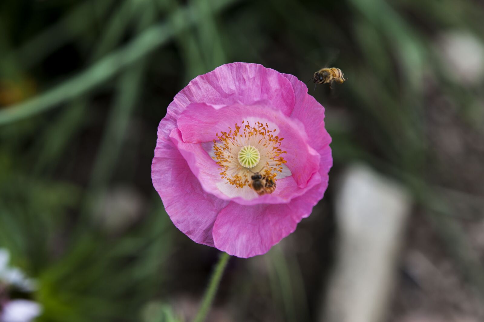 Canon EOS 5D Mark II sample photo. Flowers, poppy, plants photography