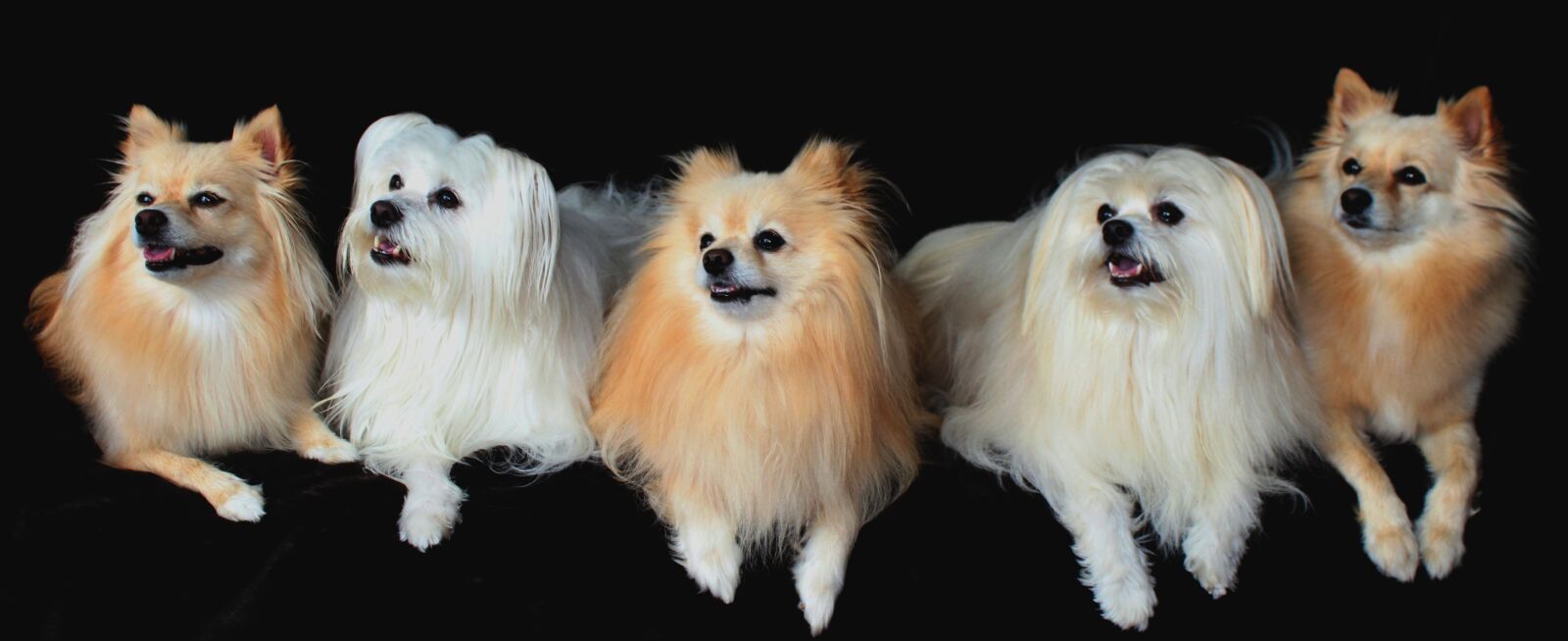 Canon EOS 650D (EOS Rebel T4i / EOS Kiss X6i) sample photo. Dogs, pomeranian, maltese photography