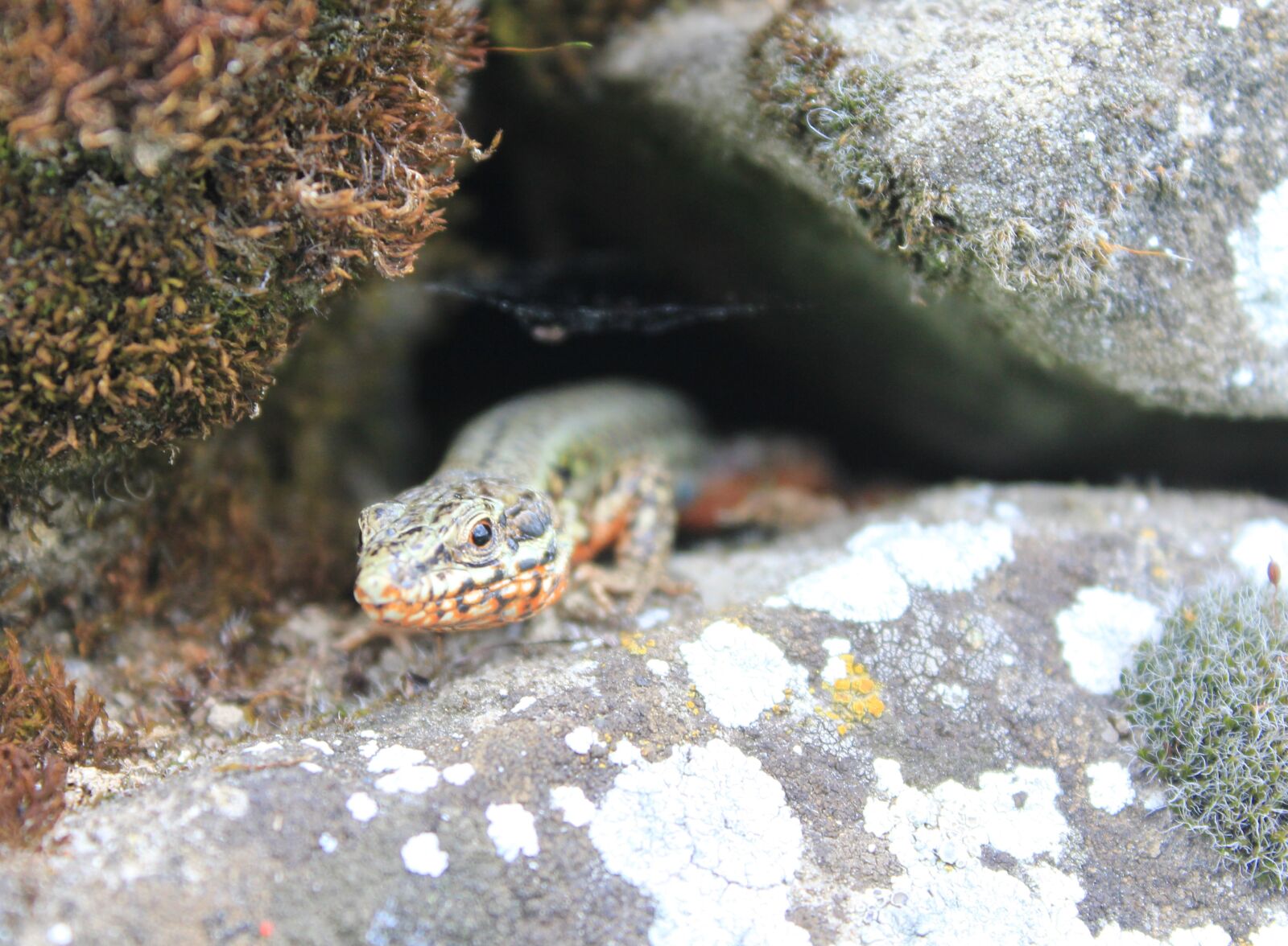 Canon EOS 550D (EOS Rebel T2i / EOS Kiss X4) sample photo. Lizard, masonry, nature photography
