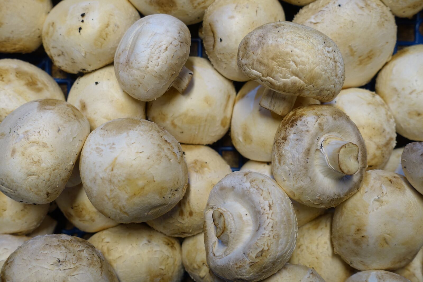 Sony Cyber-shot DSC-RX100 III sample photo. Champignon, mushroom, dinner photography