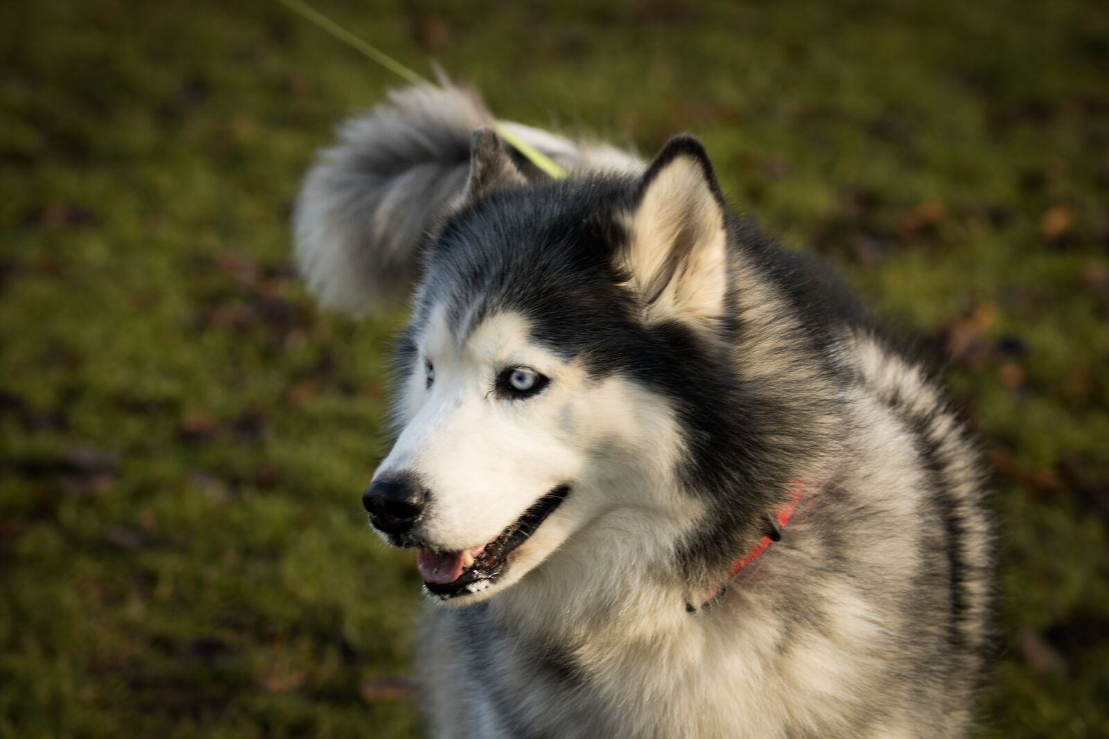 Canon EOS 2000D (EOS Rebel T7 / EOS Kiss X90 / EOS 1500D) sample photo. Dog, hasky, cute photography