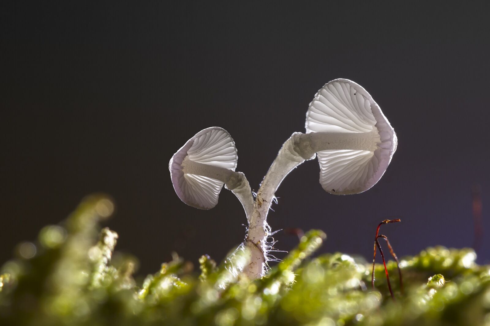 Canon EOS 7D sample photo. Mushrooms, bright, mini mushrooms photography
