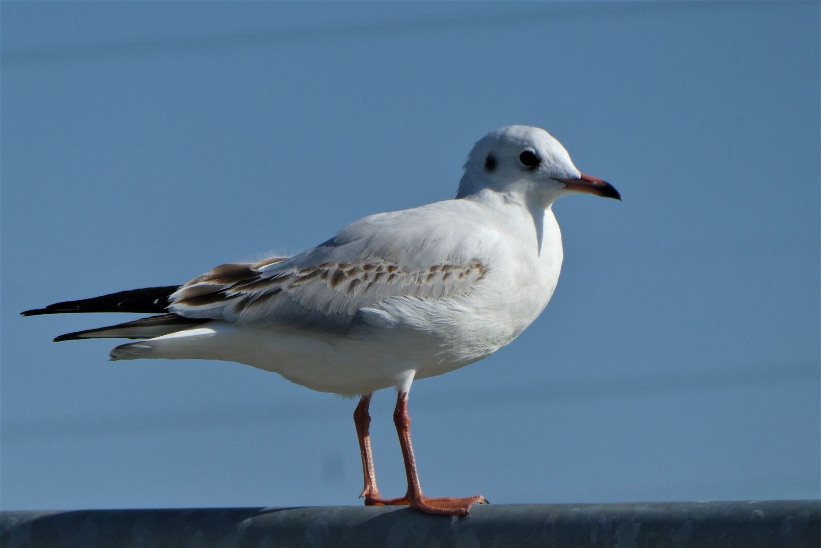 Panasonic Lumix DC-ZS70 (Lumix DC-TZ90) sample photo. Black-headed gull, bird, polder photography