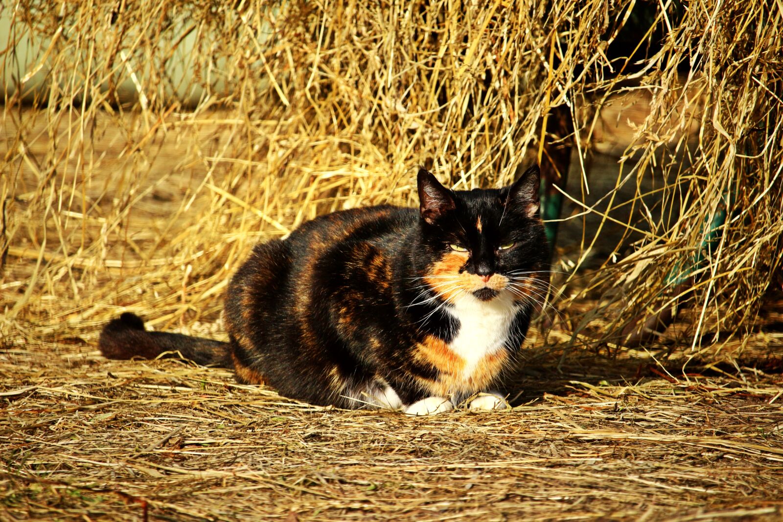 Canon EOS 100D (EOS Rebel SL1 / EOS Kiss X7) sample photo. Cat, lucky cat, three photography