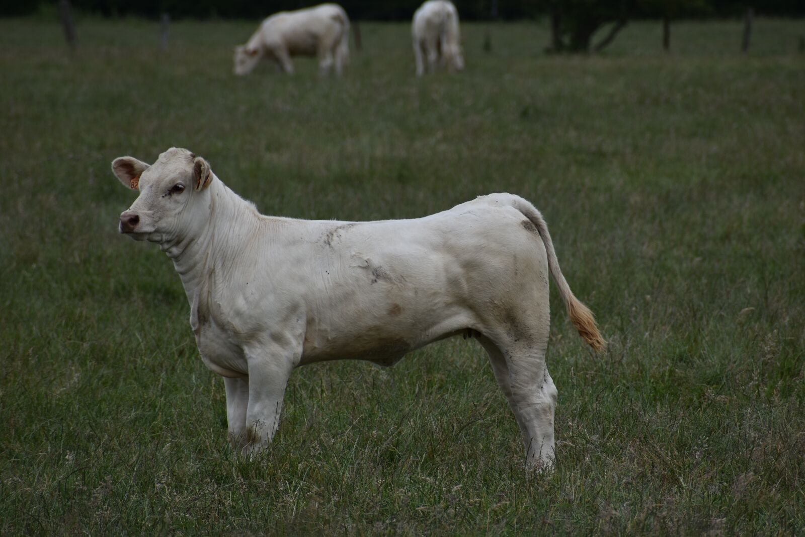Nikon D3500 sample photo. Cow, calf, pre photography