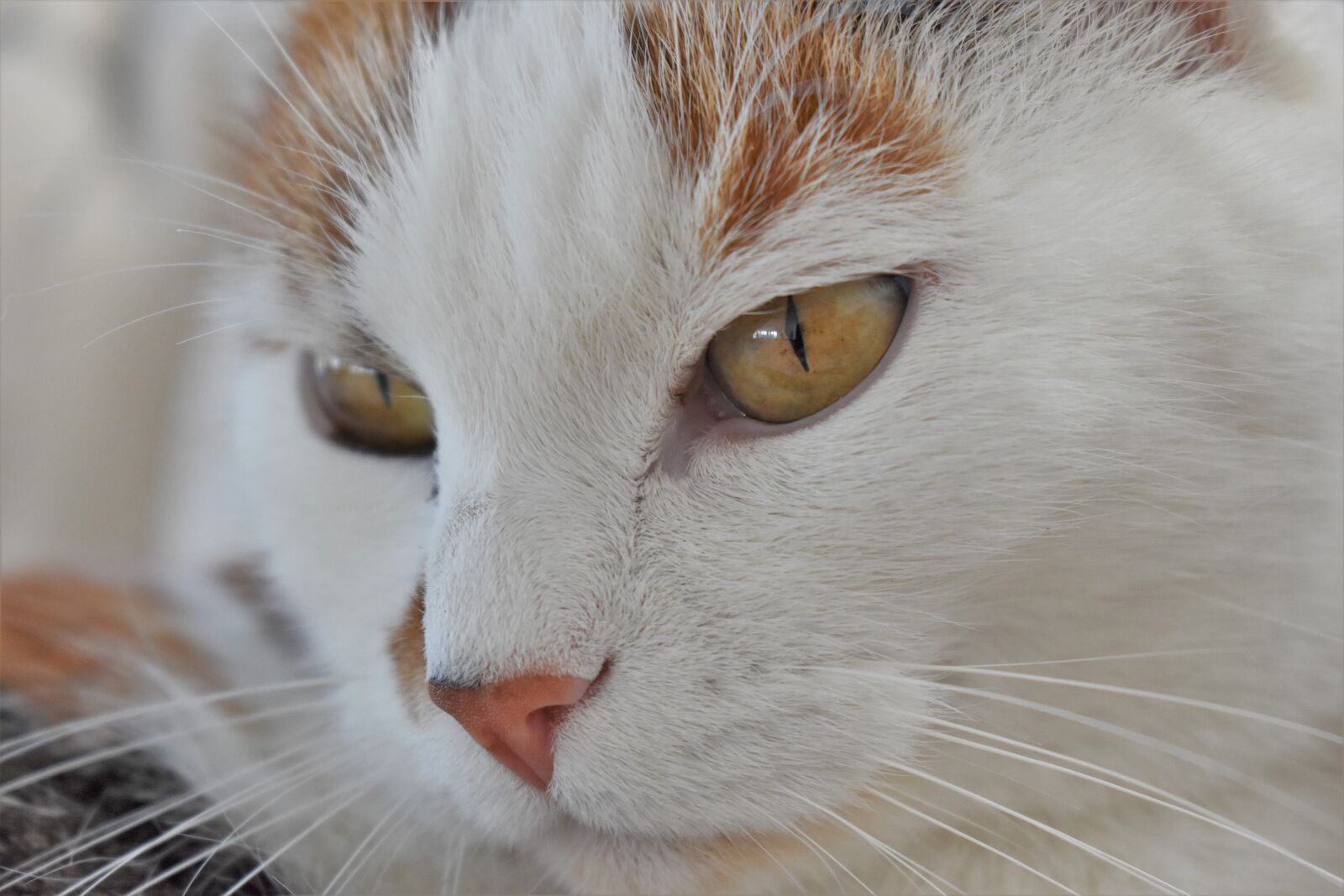 Nikon D5500 sample photo. Cat, pet, white photography