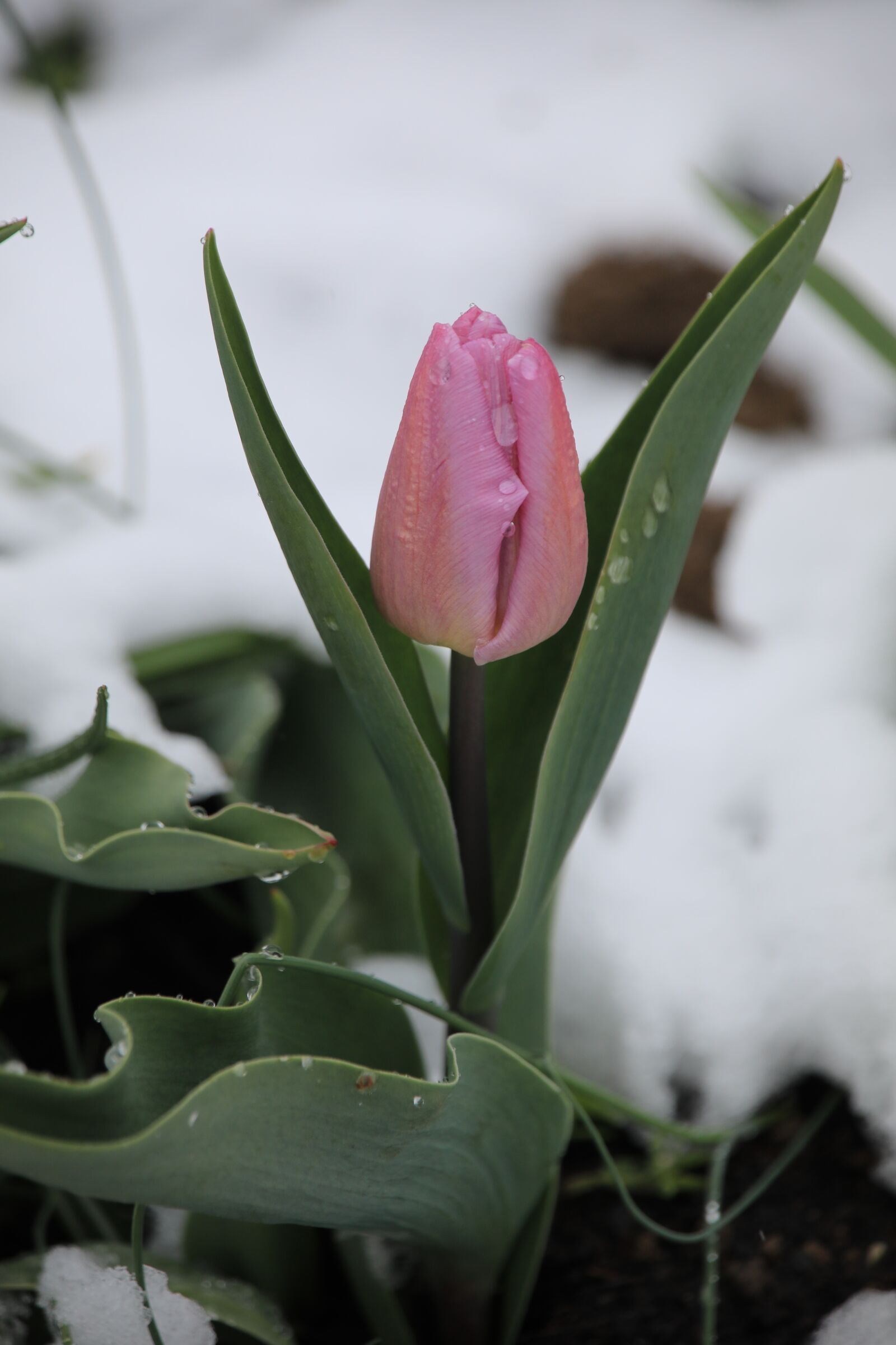 Canon EOS 5D Mark IV sample photo. The beginning of spring photography