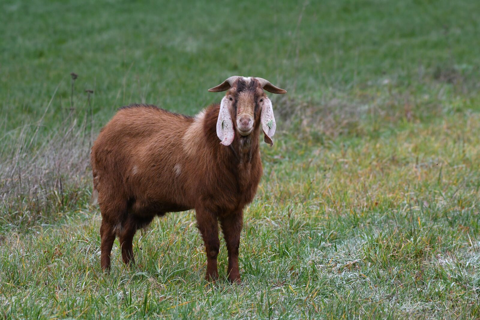 Nikon D500 sample photo. Goat, mammal, herkauwer photography