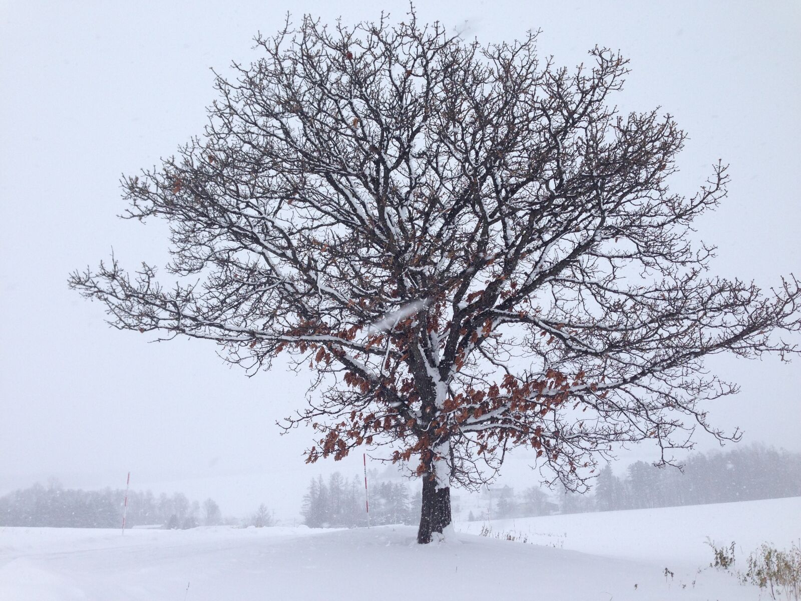 iPhone 5 back camera 4.12mm f/2.4 sample photo. Hokkaido, snow, winter photography