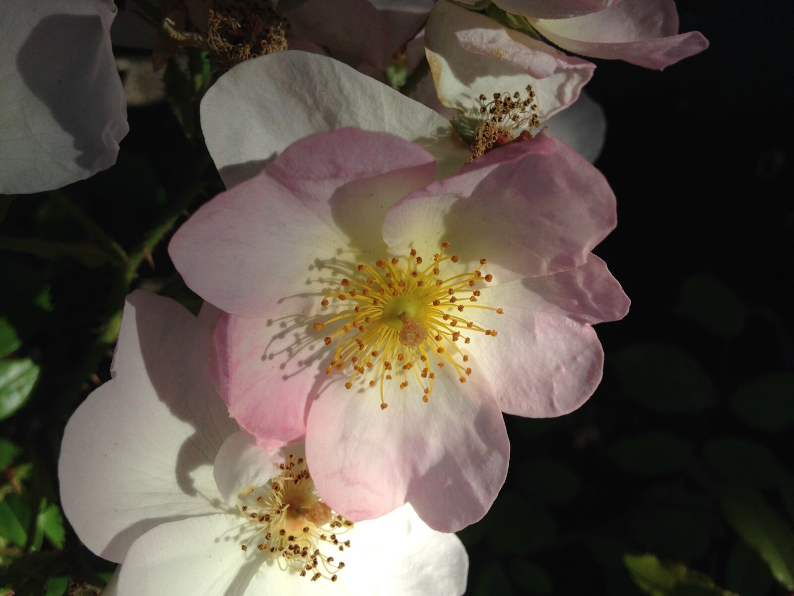 iPhone 5c back camera 4.12mm f/2.4 sample photo. Flower, nature, flora photography