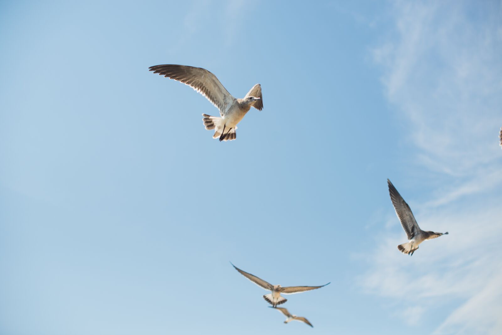 Nikon D610 sample photo. Seagull, ocean, beach photography