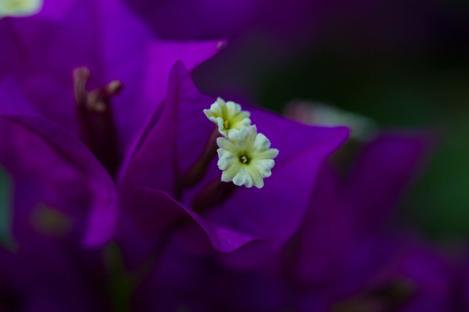 Canon EOS 7D + Canon EF 100mm F2.8L Macro IS USM sample photo. Flower, violet, petals photography