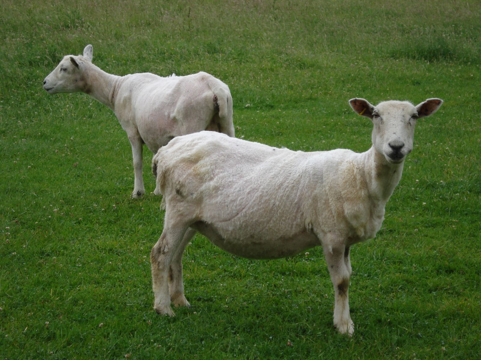 Sony DSC-W35 sample photo. Sheep, farm, nature photography