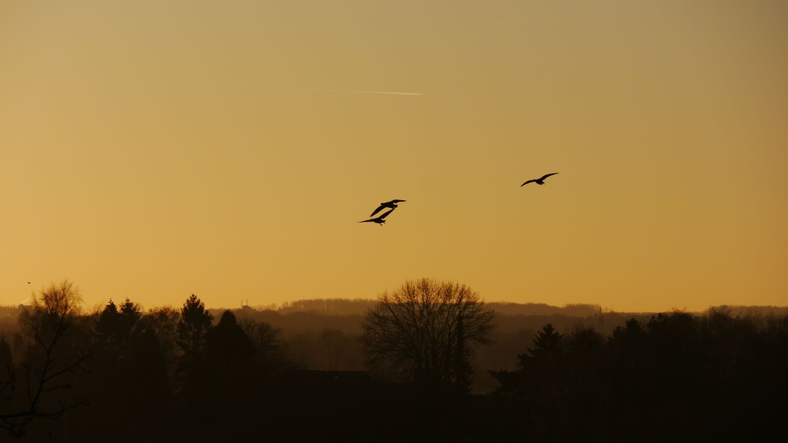 Panasonic DMC-G70 sample photo. Birds, evening, sunset photography