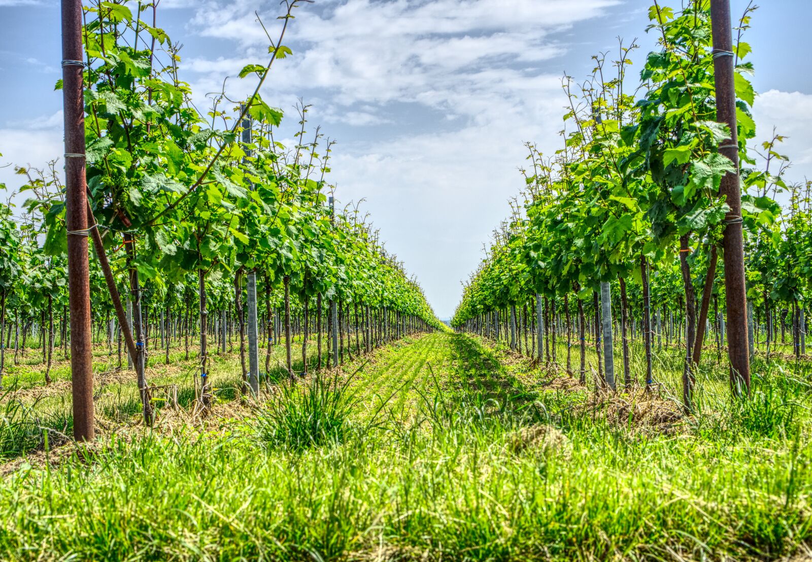 Sony a6000 + Sony E 35mm F1.8 OSS sample photo. Vineyard, grapevine, vine photography