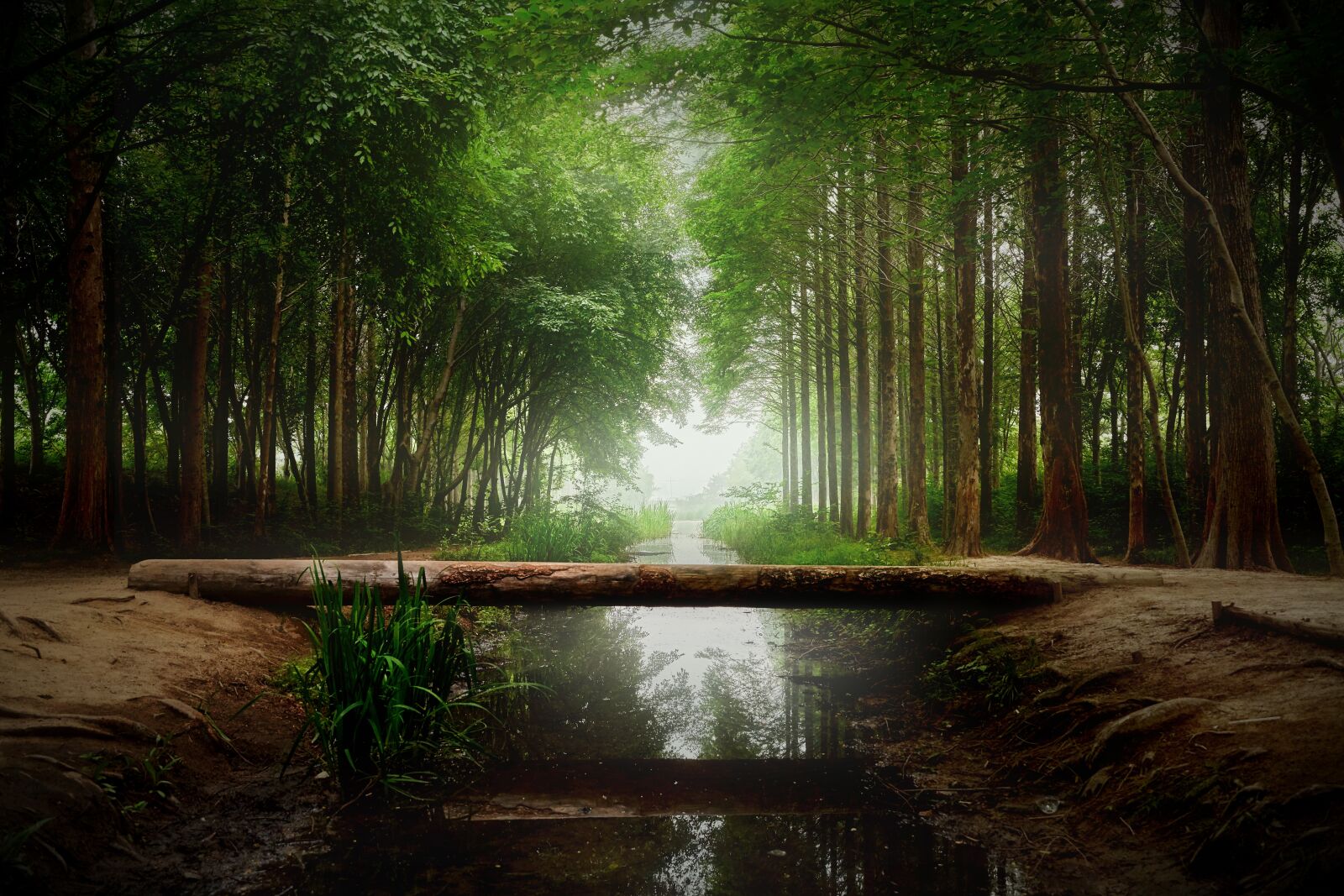 Sony a7R III sample photo. Nature, wood, forest photography