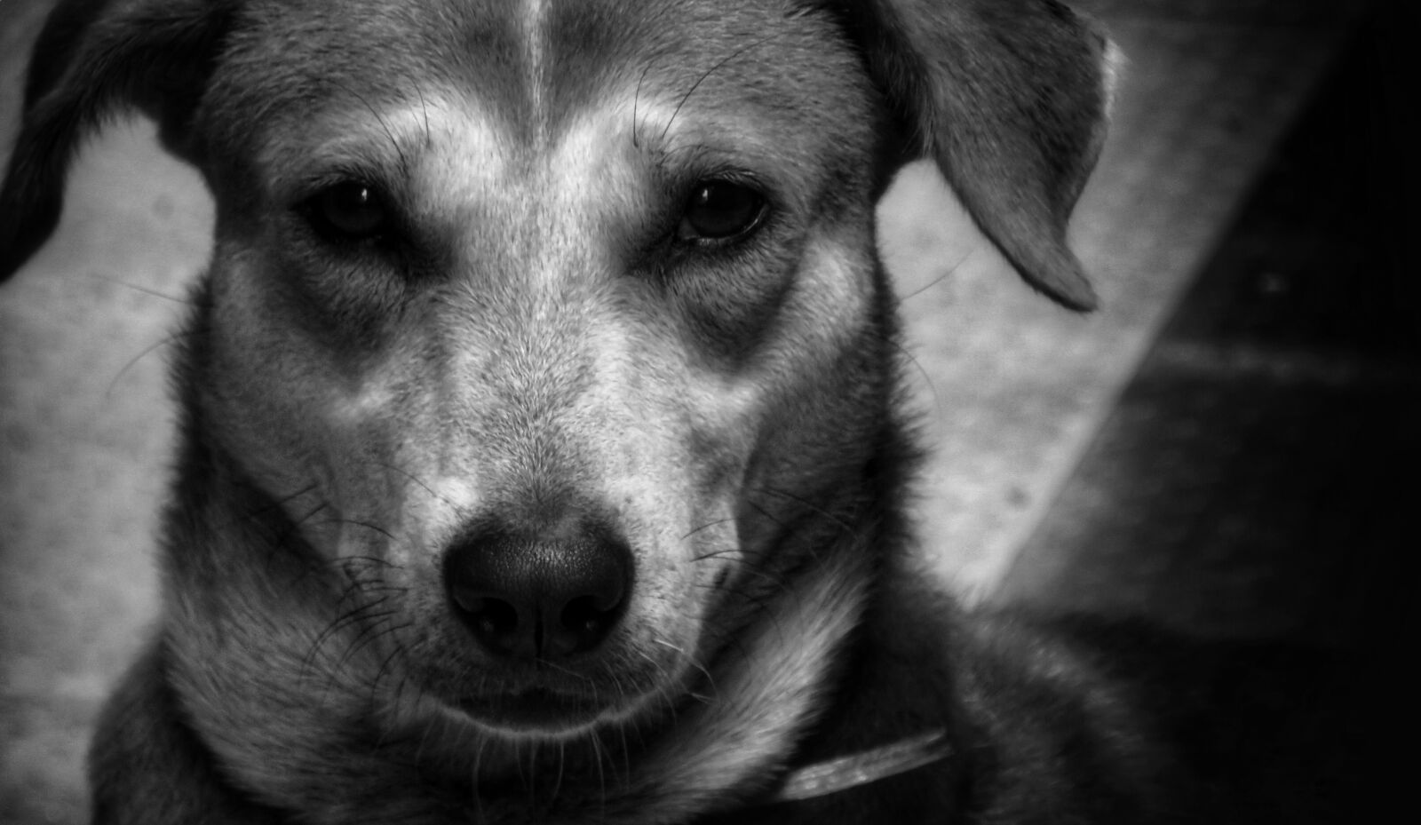Canon PowerShot SX540 HS sample photo. Dog, indian pariah, best photography