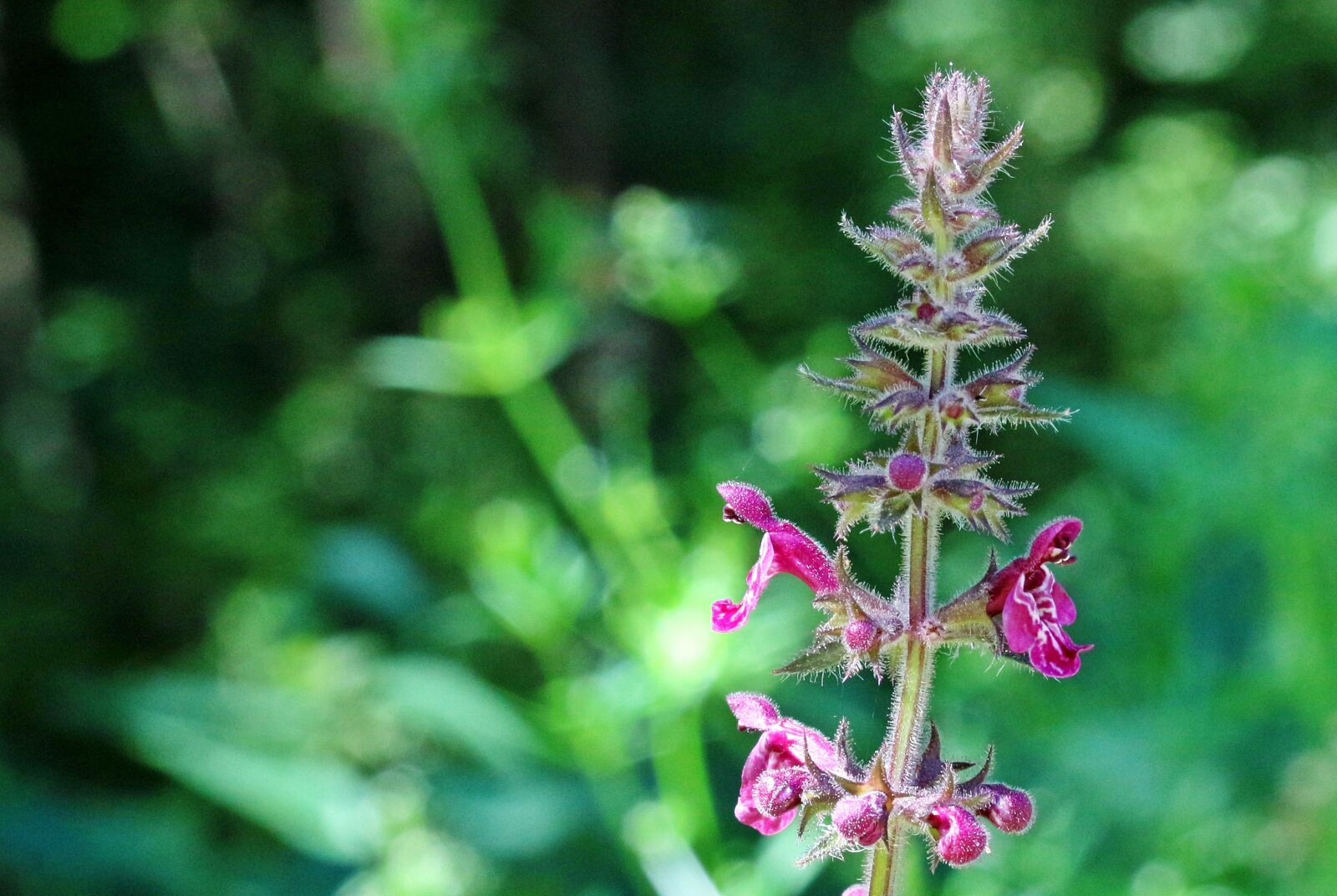 Canon EOS 650D (EOS Rebel T4i / EOS Kiss X6i) sample photo. Hedge woundwort, stachys sylvatica photography