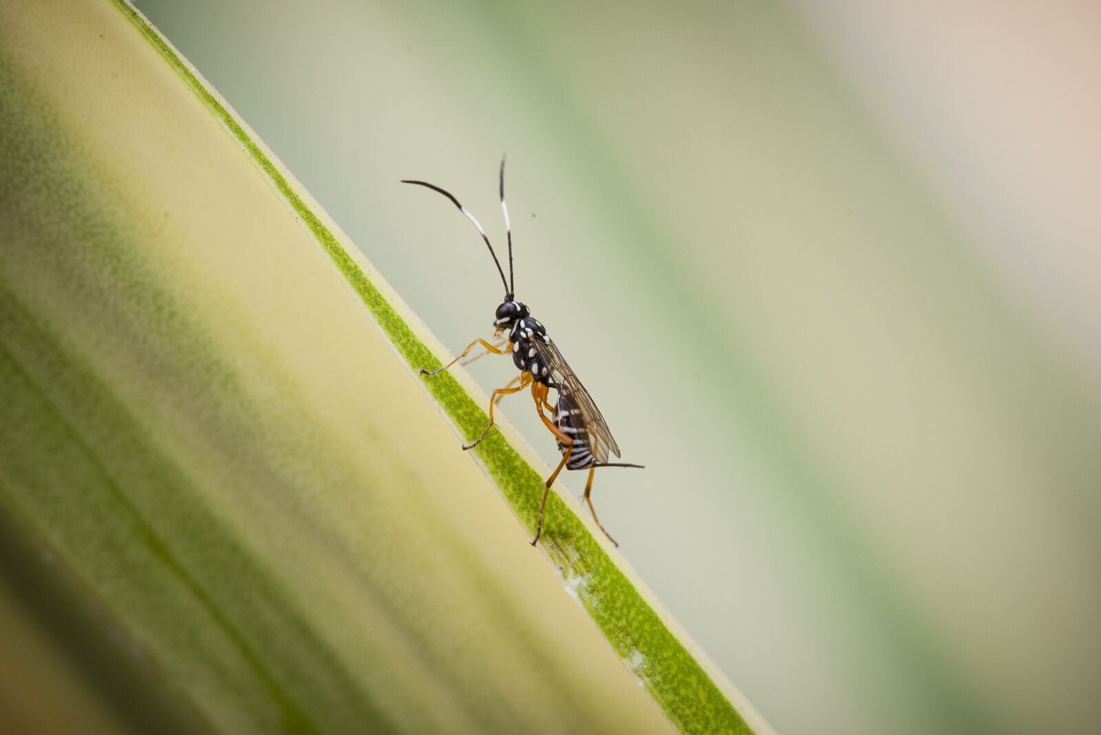 Nikon D700 sample photo. Black hornet, hornet, insect photography