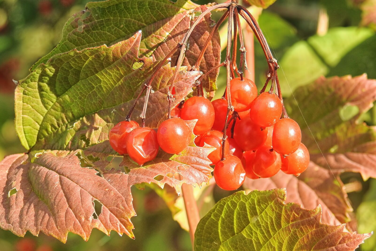 Nikon Coolpix P900 sample photo. Berries, berry red, red photography