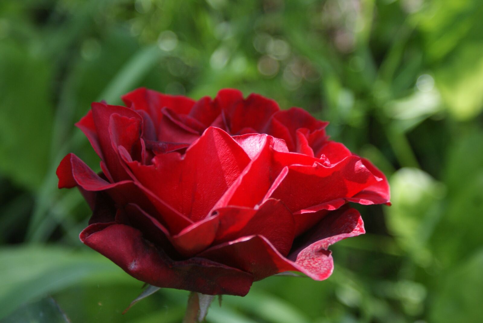 Sony Alpha DSLR-A200 sample photo. Supplies, flowers, nature photography