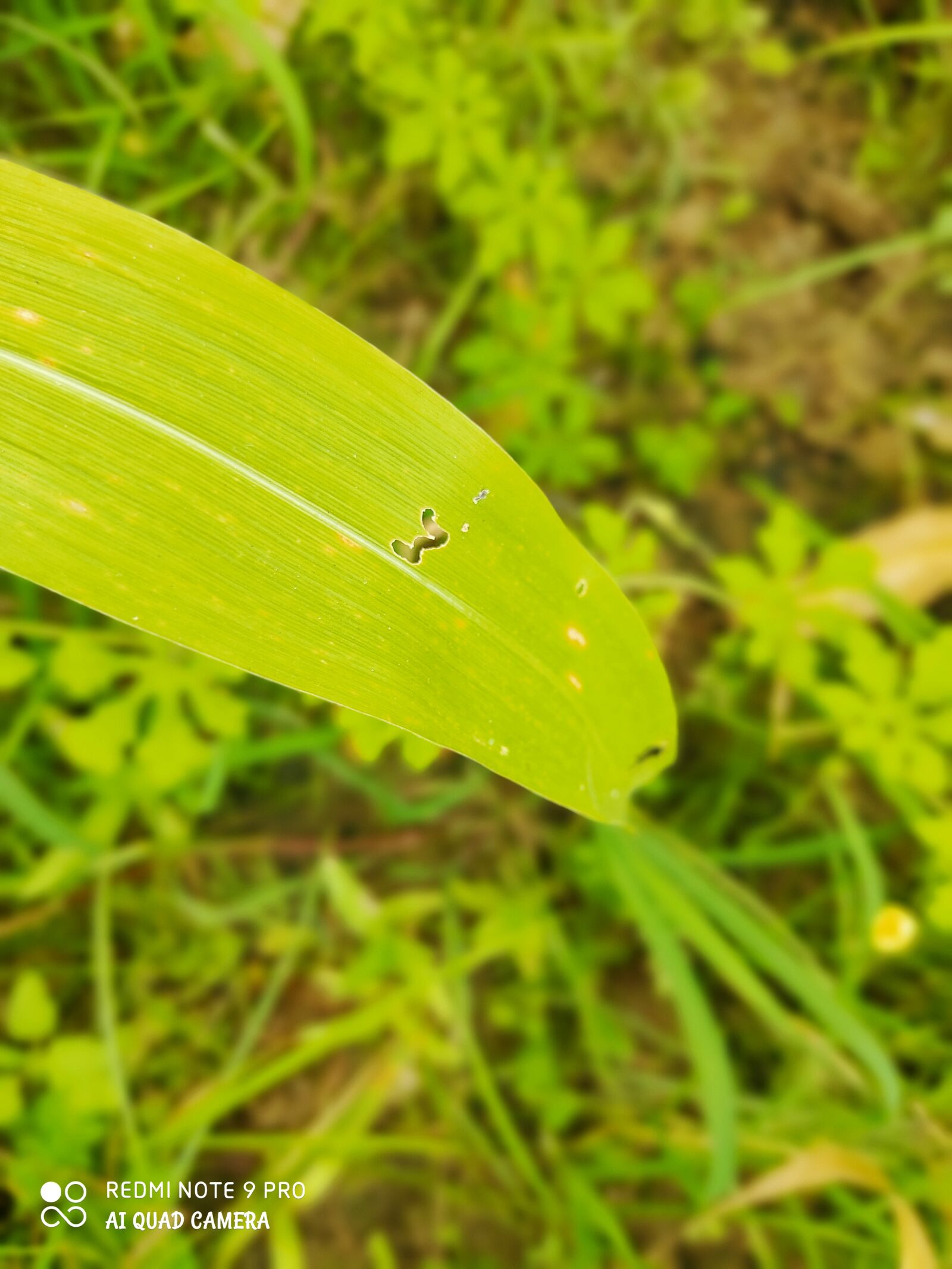 Xiaomi Redmi Note 9 Pro sample photo. Plant, planted, mutta photography