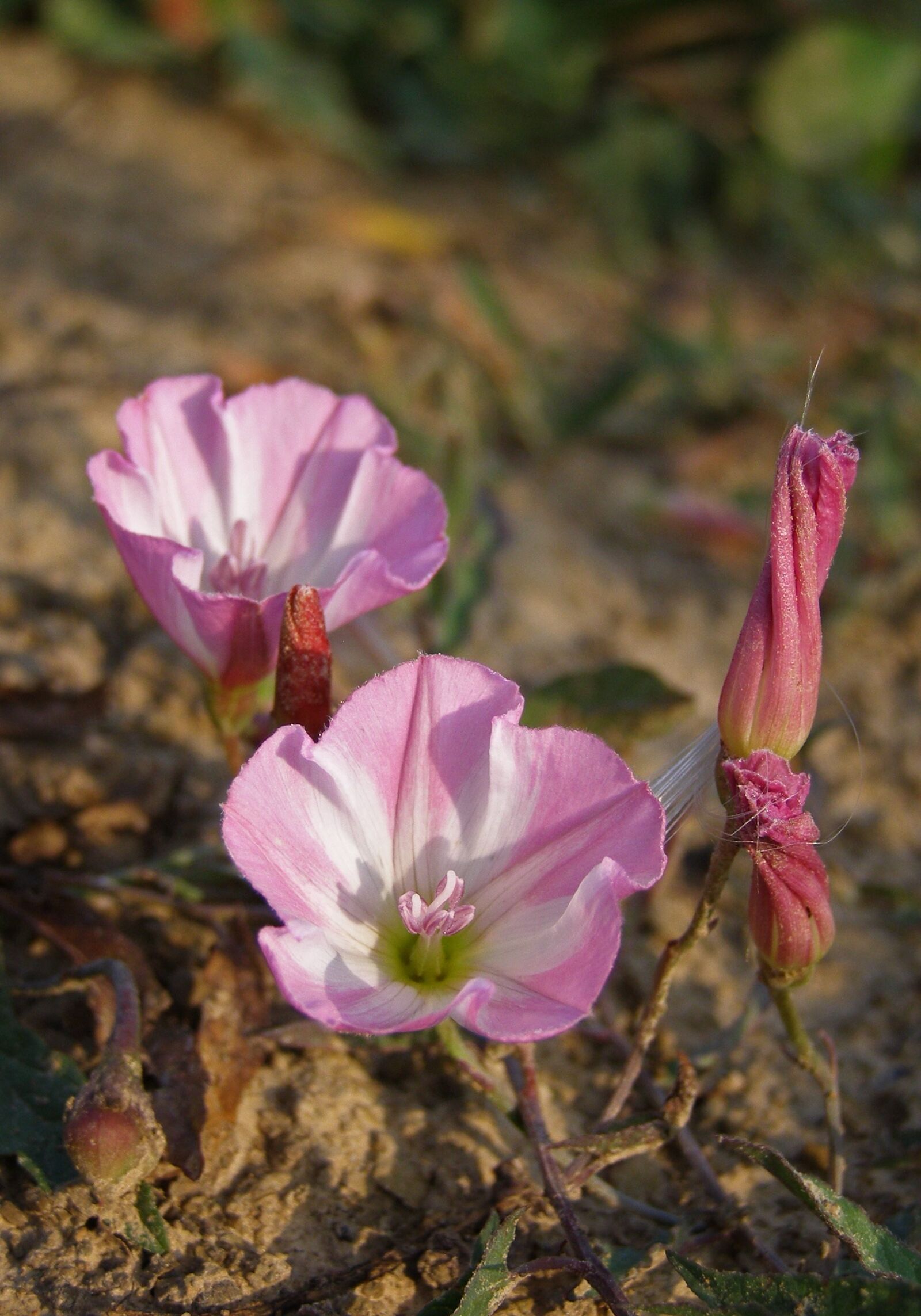 Olympus SP500UZ sample photo. Flower, pink, field bindweed photography