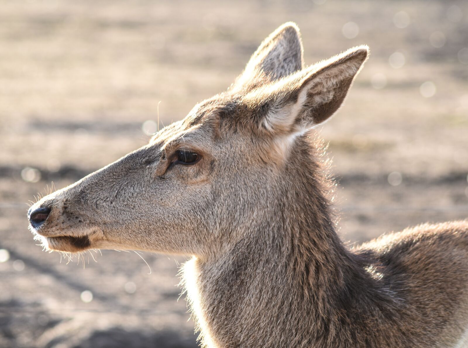 Nikon D5500 sample photo. Deer, female, animal photography