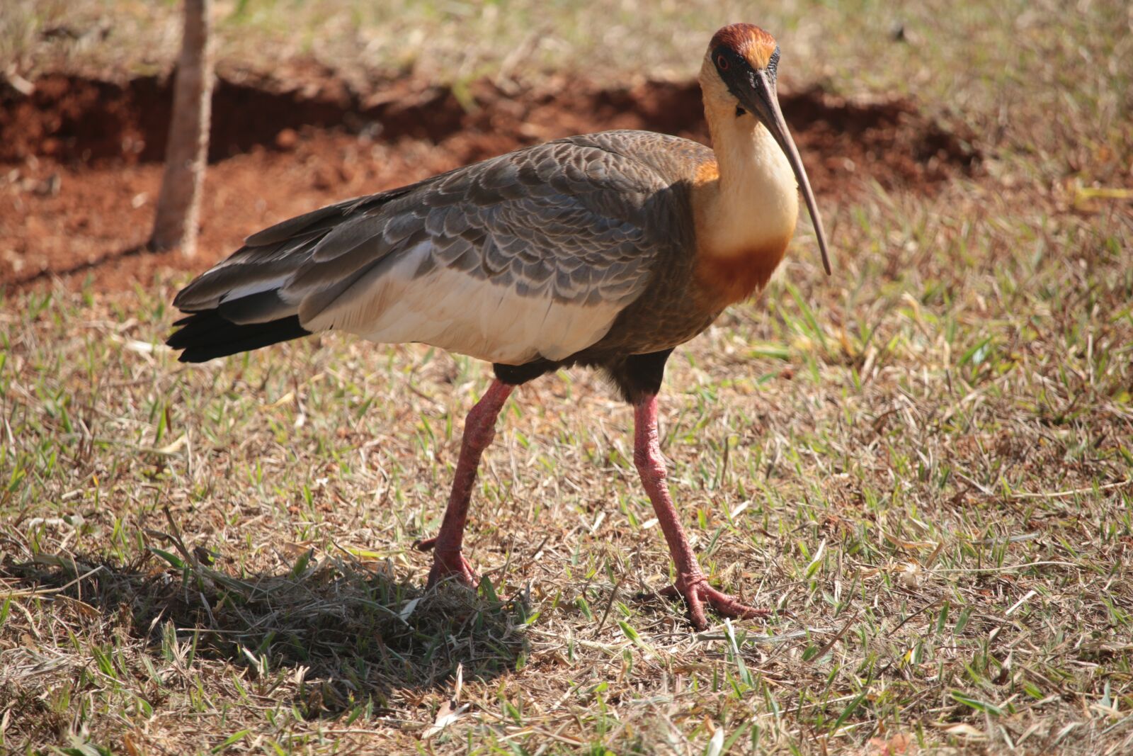 Canon EF-S 55-250mm F4-5.6 IS STM sample photo. Curicaca, theristicus caudatus, bird photography