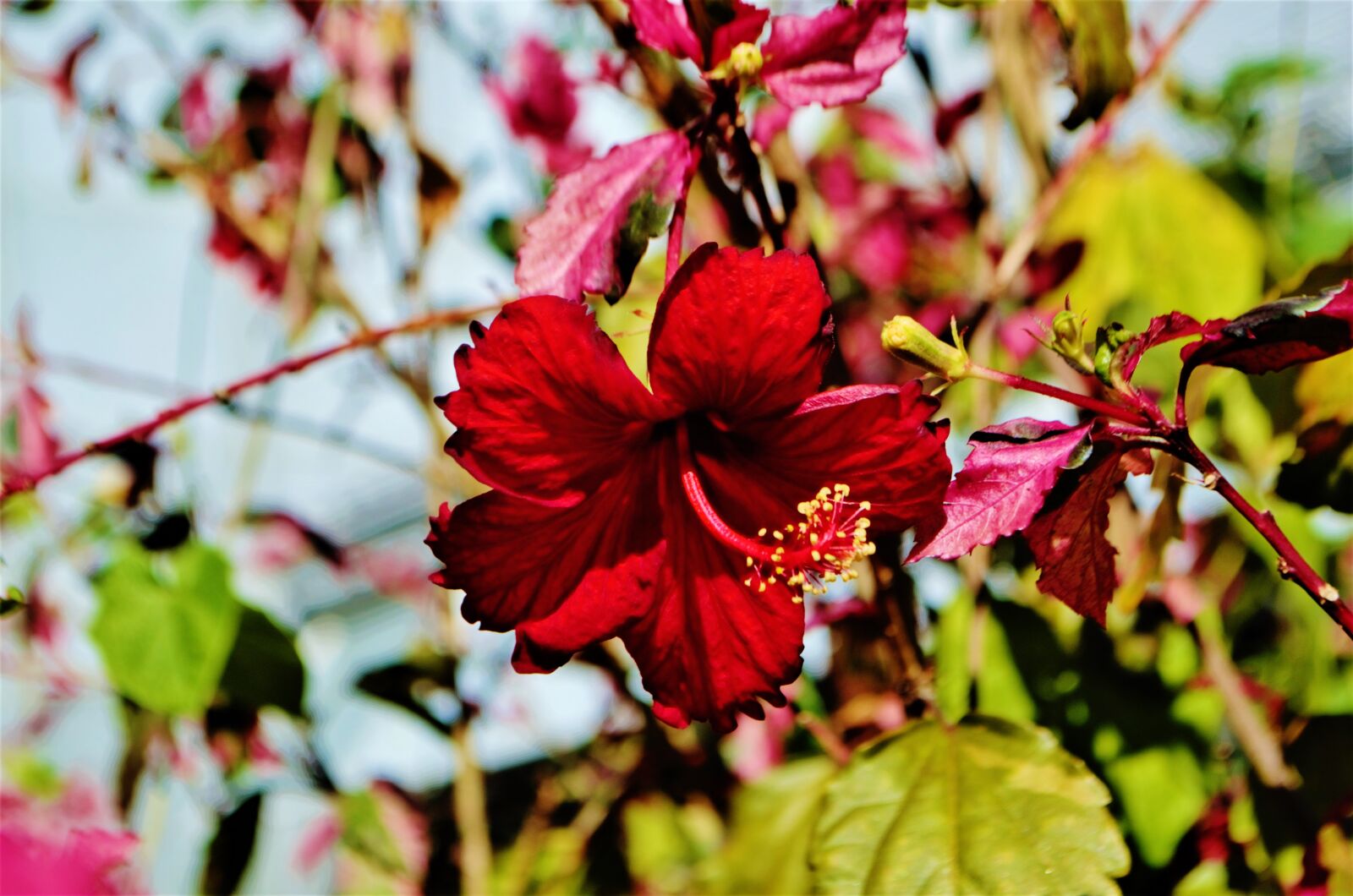 Nikon D5100 sample photo. Hibiscus, flower, blossom photography